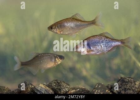 Europäischer Bitterling (Rhodäus amarus) Wildfischschuhschwimmen unter Wasser in natürlicher Umgebung auf beschaulichem Hintergrund. Niederlande, Stockfoto