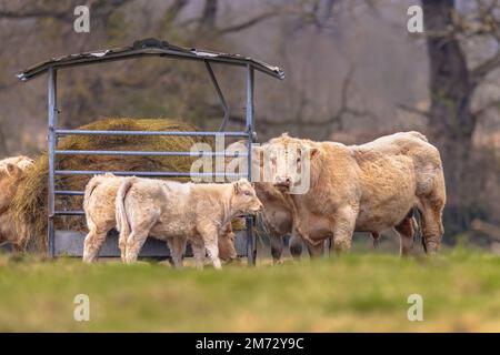 Wildrinder in der Natur, die im Naturschutzgebiet von Heu weiden. Herde von Kühen, die ökologisches Fleisch erzeugen. Stockfoto