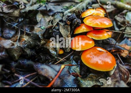 Orangefarbene goldene Nadelpilze auf dem Waldboden im Winter Stockfoto