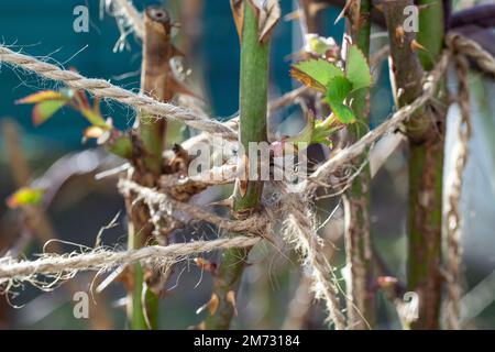 Rosenstiele mit Jutegarn und Schleife gebunden Stockfoto