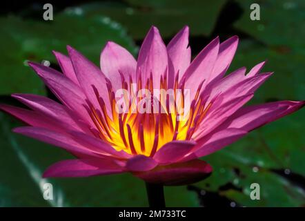 Die Gattung Sai Lotus oder Wasserlilie oder Nymphaea ist eine Art Wasserpflanze. Stockfoto