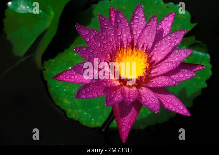 Die Gattung Sai Lotus oder Wasserlilie oder Nymphaea ist eine Art Wasserpflanze. Stockfoto