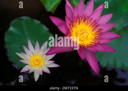 Die Gattung Sai Lotus oder Wasserlilie oder Nymphaea ist eine Art Wasserpflanze. Stockfoto