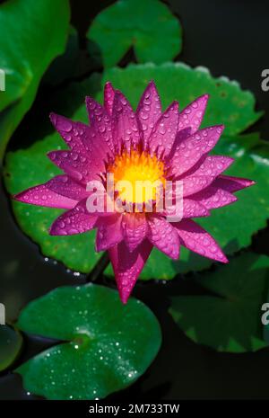 Die Gattung Sai Lotus oder Wasserlilie oder Nymphaea ist eine Art Wasserpflanze. Stockfoto