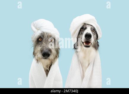 Banner zwei Hunde Sommer. Gemischte Rassen- und Border Collie Hündchen Entspannungsbad mit weißem Handtuch. Isoliert auf blauem Pastellhintergrund. Stockfoto