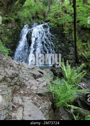 Tom Gill Waterfall, Lane Head Coppice, Nr Tarn Hows, Lake District National Park, Cumbria, England, Großbritannien im Frühling Stockfoto