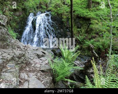 Tom Gill Waterfall, Lane Head Coppice, Nr Tarn Hows, Lake District National Park, Cumbria, England, Großbritannien im Frühling Stockfoto