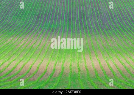 : Feld mit Reihen grüner Jungpflanzen, frisch ausgesät in , Zlinsky, Zlin, Zliner, Tschechien Stockfoto