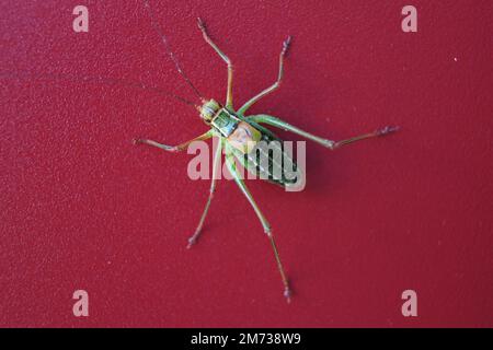 Insekten-Nadelgrille auf rotem Hintergrund. Stockfoto