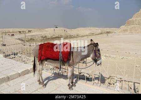 Ein unschuldiger Esel steht vor der Saqqara-Pyramide. Stockfoto