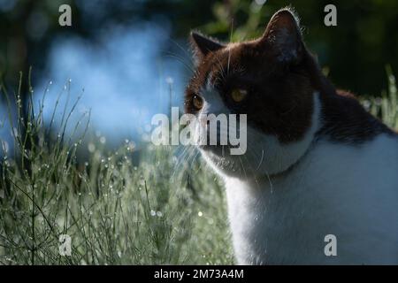 Süße britische Shorthair-Katze mit Tautropfen auf dem Bart, die in nassem Gras sitzt Stockfoto