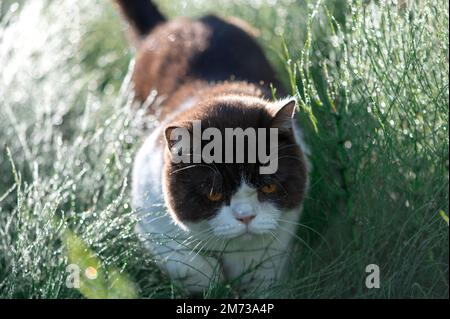 Süße britische Shorthair-Katze mit Tautropfen auf dem Bart, die in nassem Gras sitzt Stockfoto