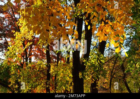 Buchen und andere Arten von Bäumen mit Herbstblättern in warmen Farben im Park im Sonnenlicht Stockfoto