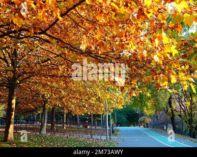 Herbstlandschaft im Titan-Park in Bukarest mit einer Reihe platanusbäume mit gelben Blättern, großen Laub und Treppen mit Geländer Stockfoto
