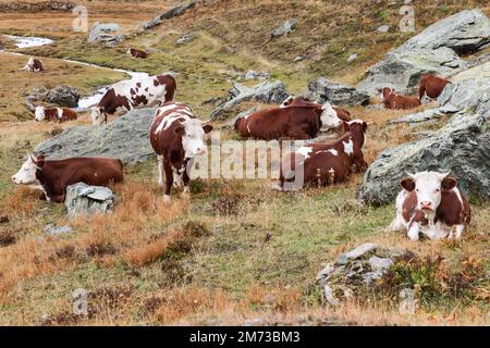 Herde vollblütiger, buchstäblich Schokoladenherde wunderschöne Kühe, die sich in den alpinen Hügeln auf Herbstgras im Ton ihrer Haut zurücklehnen Stockfoto