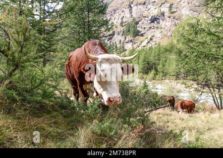 Die niedliche schokoladenfarbene Kuh blickt direkt in das Fotoobjektiv mit den Augen unter den weißen Wimpern auf der alpinen Wiese mit anderen Kühen Stockfoto