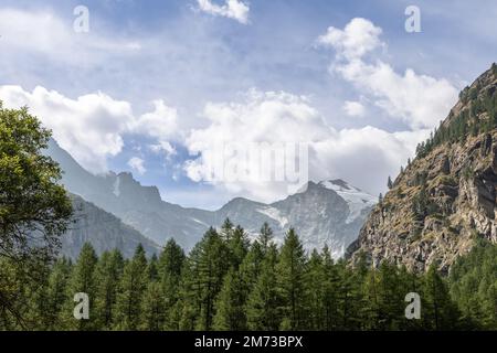 Alpenschlucht mit dichten immergrünen Pinienwäldern, schneebedeckten Berggipfeln unter weißen Wolken, Aosta-Tal, Italien Stockfoto