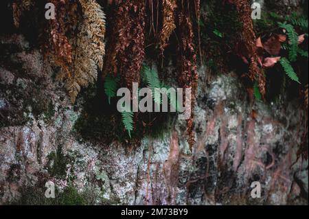 Abstrakter Waldhintergrund mit trockenen und grünen Farnen, dunklem broen und grünem Naturton Stockfoto
