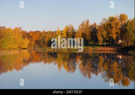 Bäume in brillanter Herbstfarbe, die sich in einem kleinen See in Lettland widerspiegeln Stockfoto