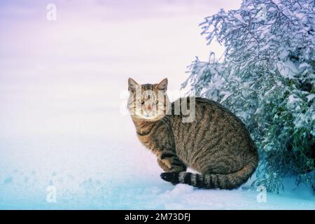 Porträt einer Katze im Freien im verschneiten Winter. Die Katze sitzt im Schnee neben einem schneebedeckten Baum Stockfoto