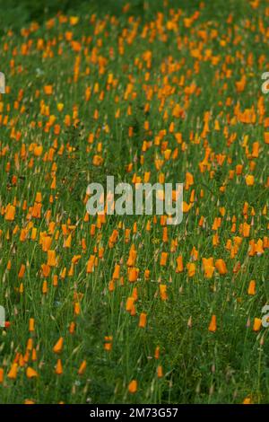 Ungenutzter Boden mit Wildblumen in Kelso, Schottland Stockfoto