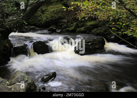 Herbstfarben in Aira Beck, Aira Force Wasserfall, Ullswater, Lake District National Park, Cumbria, England Stockfoto