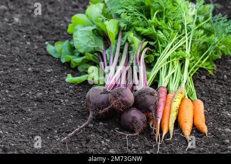 Frisch geerntete Karotten und Rote Bete auf dem Boden Stockfoto