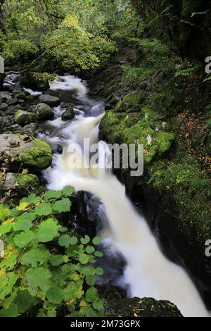 Herbstfarben in Aira Beck, Aira Force Wasserfall, Ullswater, Lake District National Park, Cumbria, England Stockfoto