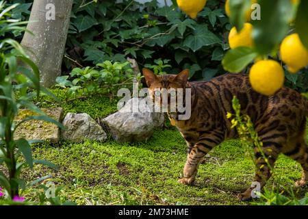 Die bengalische Hauskatze im Garten. Katalonien, Spanien Stockfoto