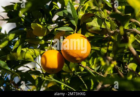 Reife Orangen hängen an einem Baum. Eine Orange wachsen lassen. Reife Orange am Baum. Selektiver Fokus und Nahaufnahme. Katalonien, Spanien Stockfoto