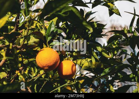 Reife Orangen hängen an einem Baum. Eine Orange wachsen lassen. Reife Orange am Baum. Selektiver Fokus und Nahaufnahme. Katalonien, Spanien Stockfoto