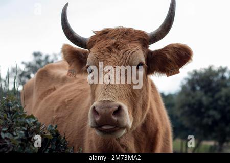 Kuh, im Vordergrund, grast auf einer Steineiche oder einer Steineiche in ihrer natürlichen Umgebung in Freiheit, wo man Fell, Hörner und Zunge bewundern kann. Stockfoto