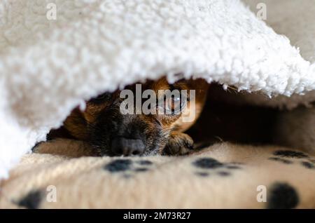 Brauner chihuahua unter einer weißen Decke Stockfoto