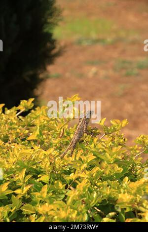 Indien, Gartenlizard. Die Oriental Garden Eidechsen sind Agamid Eidechsen, die in asiatischen Ländern weit verbreitet sind Stockfoto