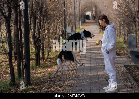 Weiße Frau, die im Herbst mit einem Hund im Park spaziert. Der Border Collie springt sehr hoch. Stockfoto