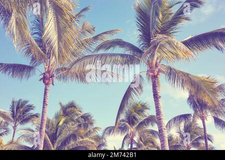 Kokosnusspalmen am Himmel, Farbtönung angewendet. Stockfoto