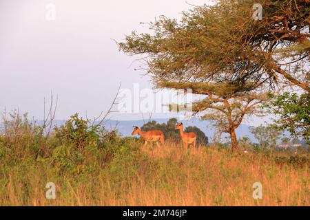 Impala geht abends spazieren Stockfoto