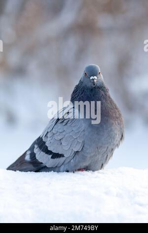 Eine wunderschöne Taube sitzt im Winter in einem Stadtpark im Schnee. Nahaufnahme von Tauben im Winter auf dem Platz im Park. Vögel in der Kälte warten auf uns Stockfoto