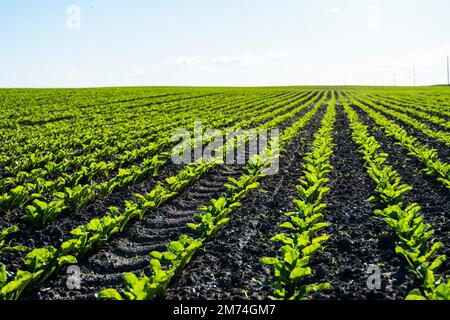 Landwirtschaft. Lange Reihen junger Zuckerrübensprossen auf fruchtbarem Boden auf einem landwirtschaftlichen Feld. Ländliche Landschaft. Stockfoto