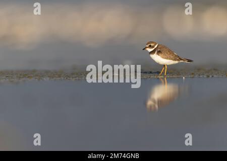 Ein halbpaarter Pfeifer (Charadrius semipalmatus), der bei Sonnenuntergang an einem Strand späht. Stockfoto