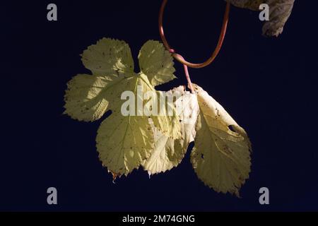Golden Hop Humulus lupulus „Aureus“ im britischen Gartenherbst Stockfoto