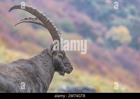 Alpine Ibex männlich mit Herbstfarben auf Hintergrund (Capra ibex) Stockfoto