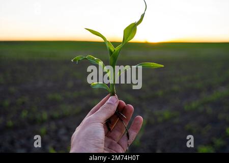 Landwirt, der Maissprossen mit Wurzeln hält und Pflanzenwachstum forscht. Untersuchung junger Maispflanzen auf landwirtschaftlich genutzten Ackerflächen. Stockfoto