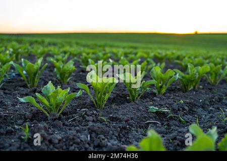 Zuckerrübenkeime, die auf landwirtschaftlich genutzten Flächen mit blauem Himmel wachsen. Landwirtschaft. Stockfoto