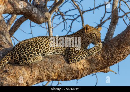 Afrikanischer Leopard auf einem Ast Stockfoto