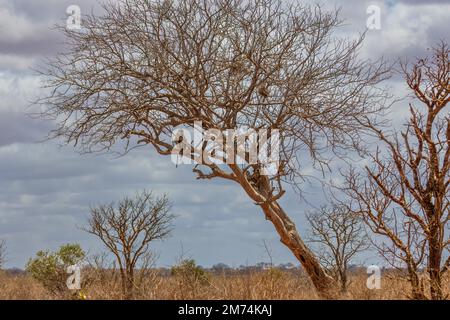 Kahler Baum mit gelbem Pavian Stockfoto