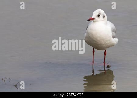 Schwarzer Möwe Winterpflücker (larus ridibundus) mit dunklem Fleck hinter den Augen, der Sommer ist schokoladenbraune Kapuze weiß und grau rote Beine und Schirm Stockfoto