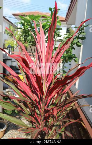 Bunte cordyline-Blätter, cordyline terminalis cv Aichiaka oder Cordyline fruticosa-Pflanze Stockfoto