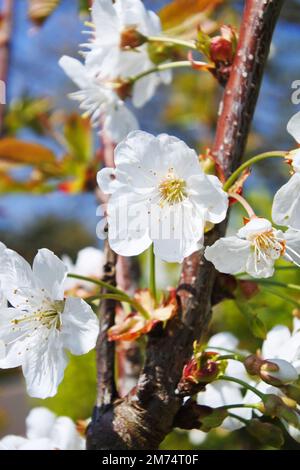 Nahaufnahme der Blüte eines fruchtbaren Kirschbaums - John Gollop Stockfoto