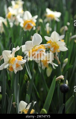 Weiß und Orange Doppelte Narzissen (Narzissen) Süße Lust blühen im April in einem Garten Stockfoto